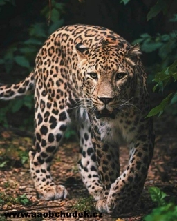 Deka mikroflanel s digitálním tiskem Leopard v přírodě